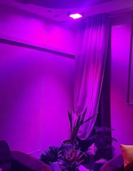 لامپ رشد گل و گیاه اشعه خورشید در آپارتمان