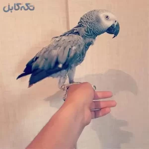 فروش تخم نطفه دار وارداتی طوطی