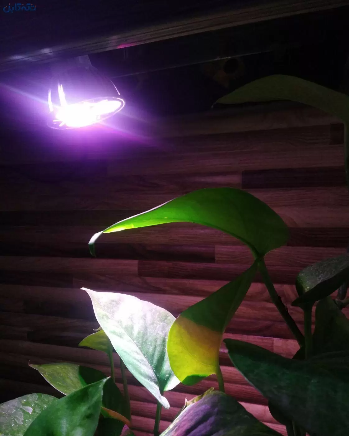 فروش لامپ رشد گیاه فوق کم مصرف