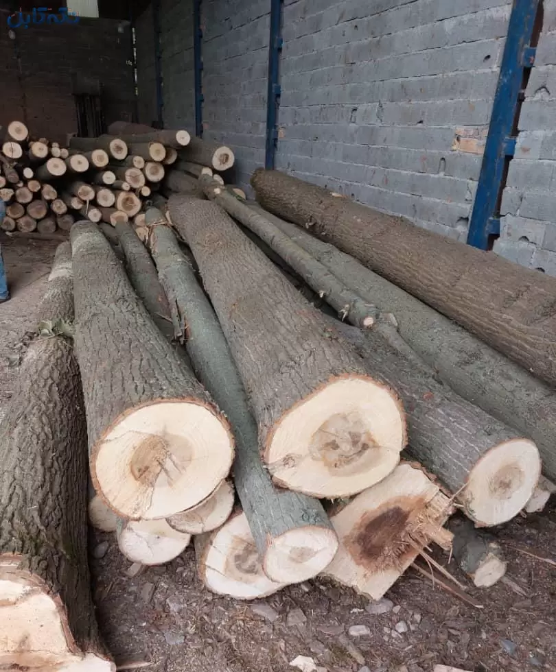 خریدار تنه درخت و چوب چهار تراش و تیر برق چوبی