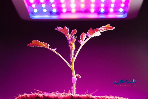 لامپ رشد گیاه، جایگزینی برای نور طبیعی خورشید