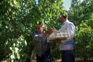 شرایط واگذاری انشعاب برق کشاورزی