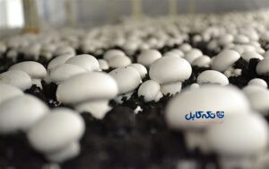 هیتر پرورش قارچ